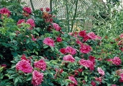Rabattierte Gartenpflanzen Gartenpflanzen mit Rabatt bestellen