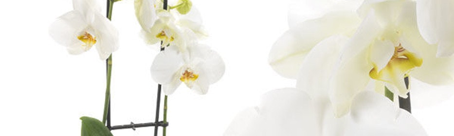 Sparen bei FloraPrima Sparen beim Blumenkauf bei FloraPrima