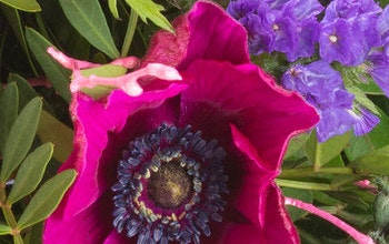Blumen zum Sparpreis Blumen zum Sparpreis online kaufen