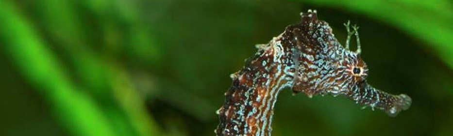 Sparen bei Sea Life Sparen beim Kartenkauf für Sea Life