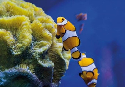 Preisnachlass für Sea Life in Europa Super Preisnachlass für Sea Life in Europa