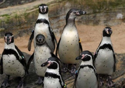 Günstige Karten für Sea Life Günstige Eintrittspreise bei Sea Life