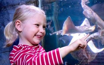 Sea-Life-Gutschein zum Sparen Sparen mit Sea-Life-Gutschein