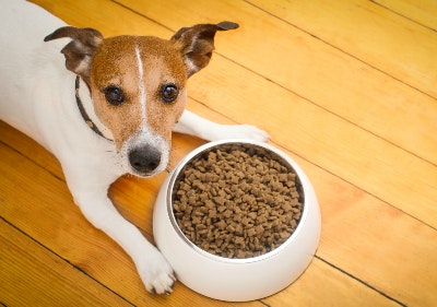 Hundefutter günstiger bestellen mit einem bitiba-Gutschein Große Auswahl an Hundefutter
