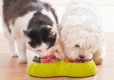 Mit einem Gutschein von bitiba bei Katzenfutter Geld sparen Das richtige Futter für die Katze finden